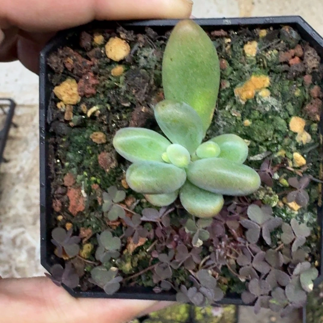 绿体 烟花 一物一拍