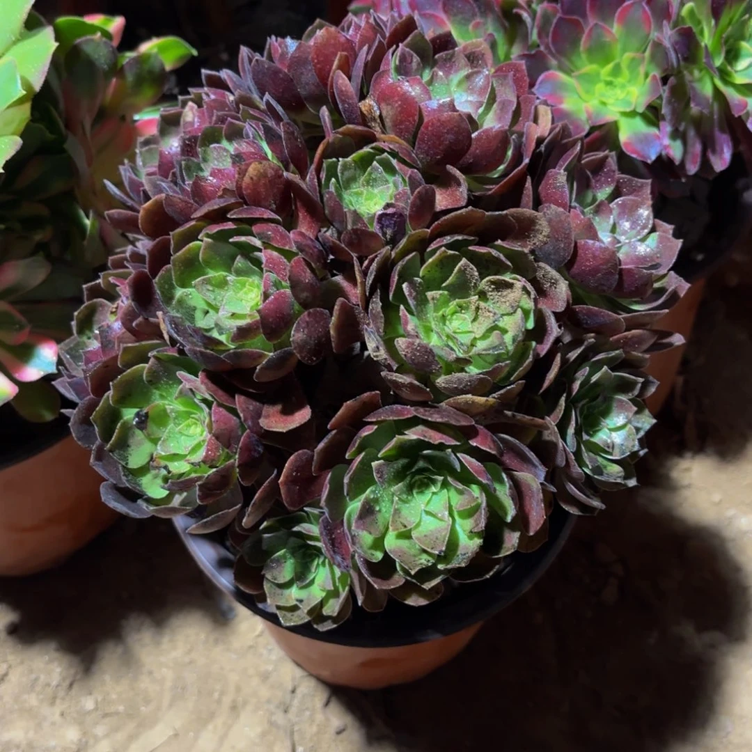 红玫瑰9.9绣球多肉