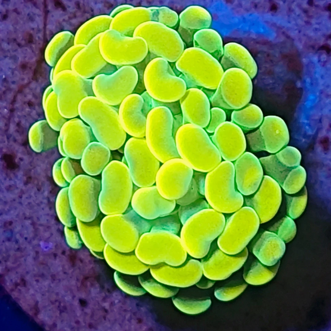 天花板金榔头海缸珊瑚lps海水鱼珊瑚