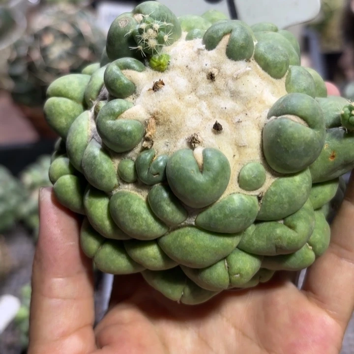 9大无刺象牙好美好活