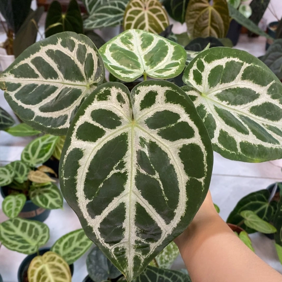 不开花植物skg杂粗脉撕裂