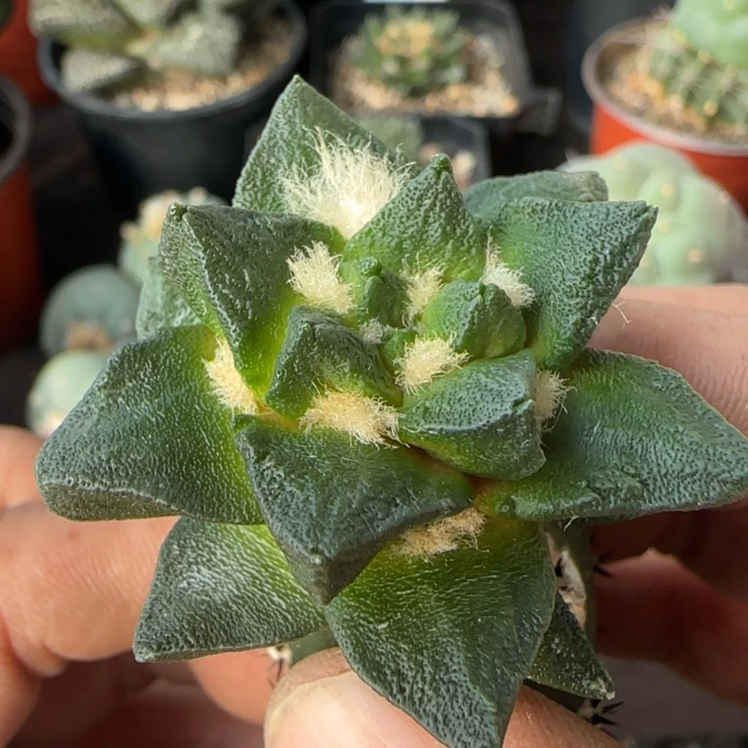 【闪购商品】大尤龙角618