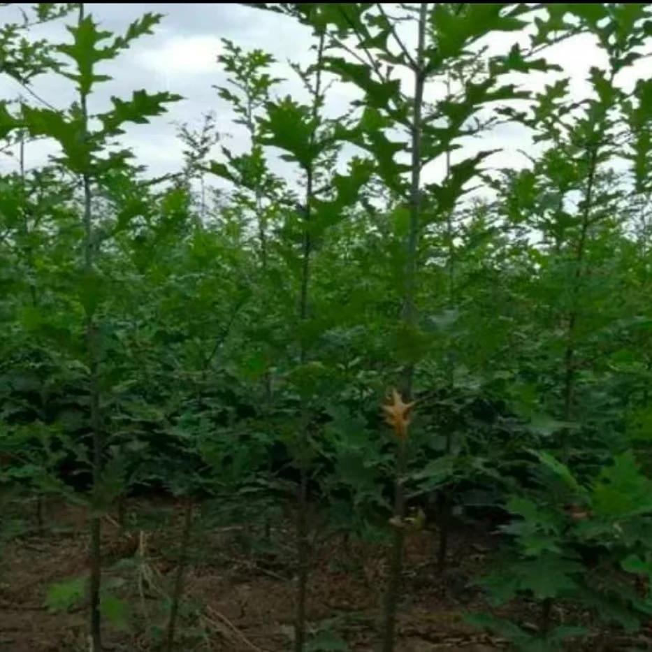 娜塔莉北美红烁带盆带土盆栽适合庭院种植