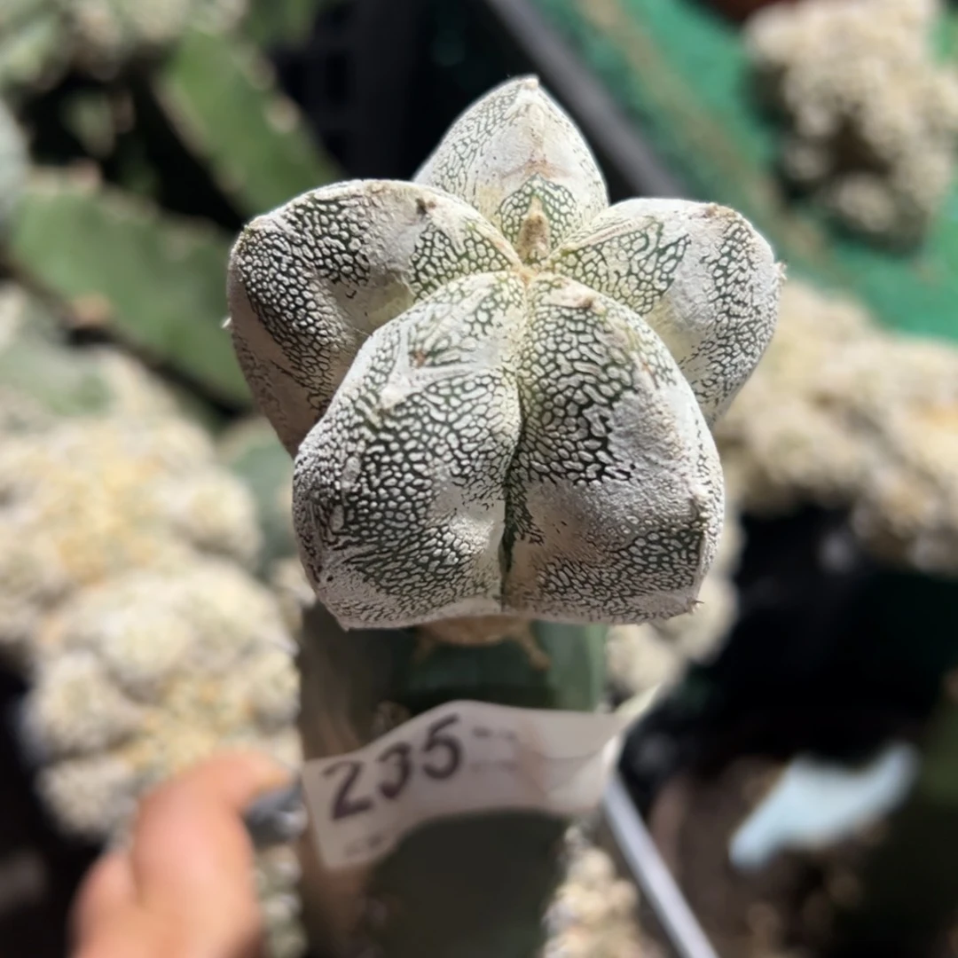 苗接恩种仙人球235