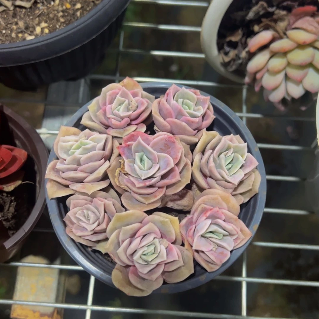 可爱玫瑰多肉植物