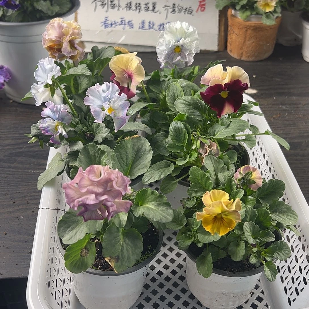 大部分花苞少量开放171号