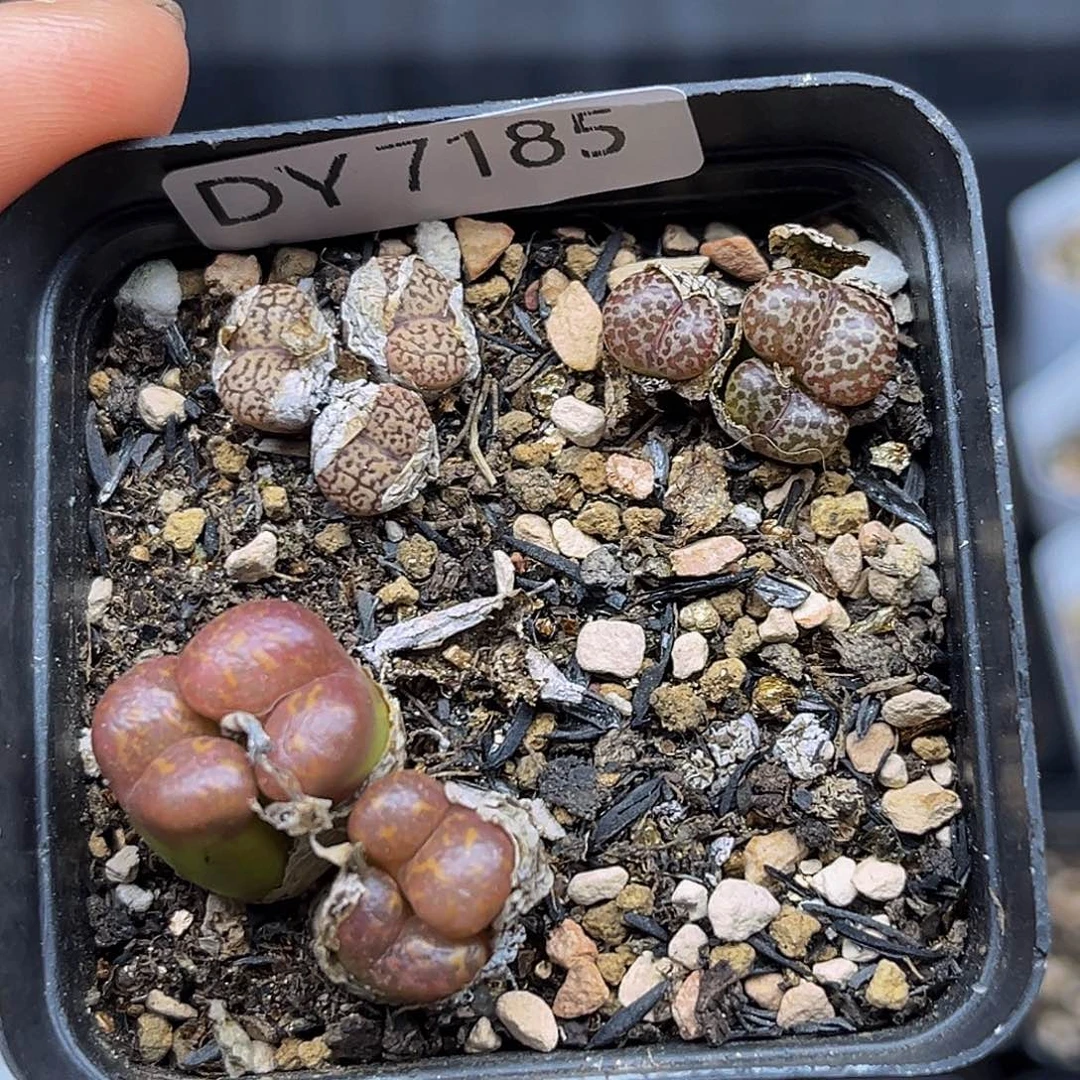 一物一拍勋章 7185