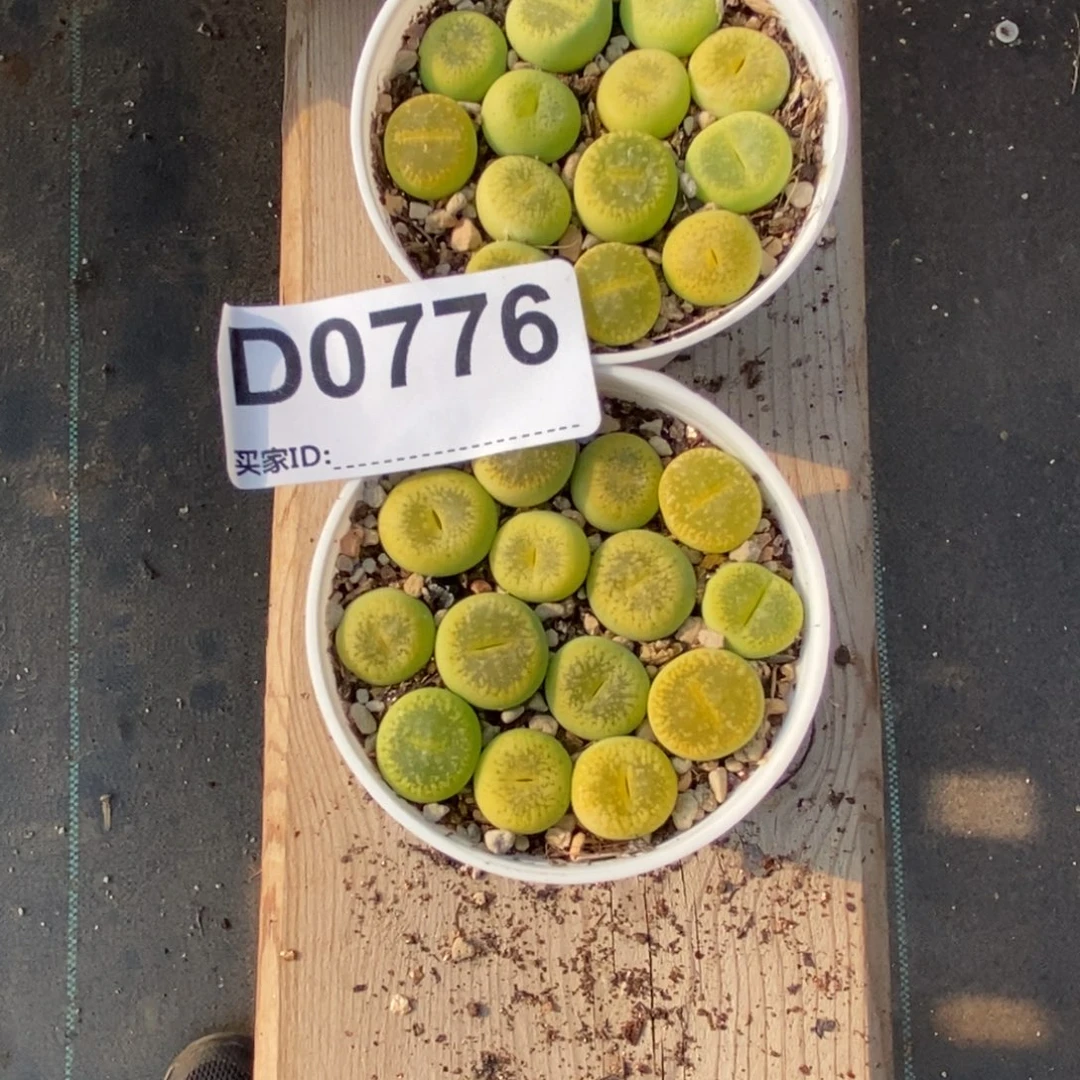 雨***）0776直播间一物一拍