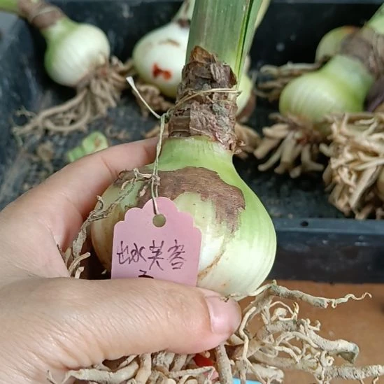 无花朵出水芙蓉5.8