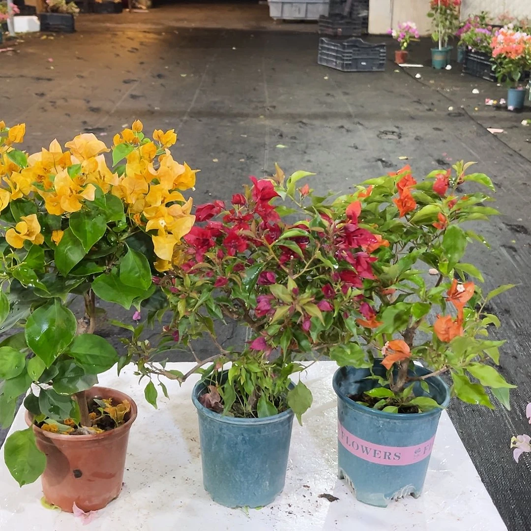 完全开放加州黄，紫桑巴，红桑巴