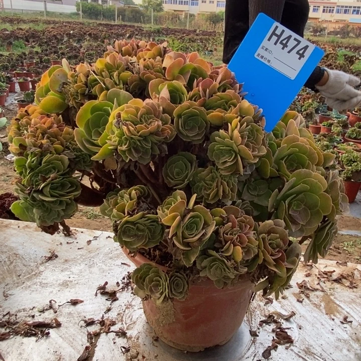 沉***然474玫瑰缀化老桩桩
