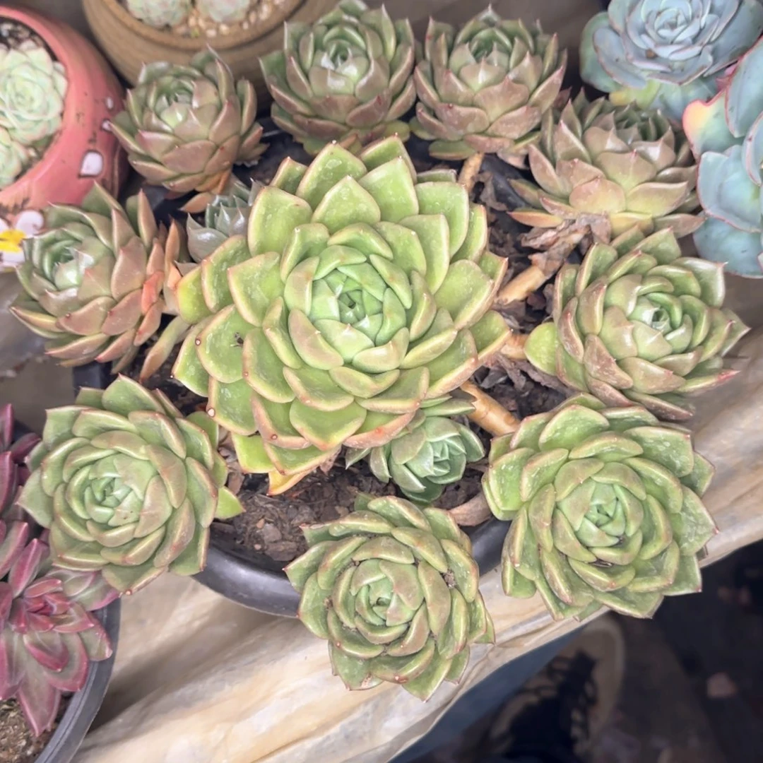 多肉植物多肉植物