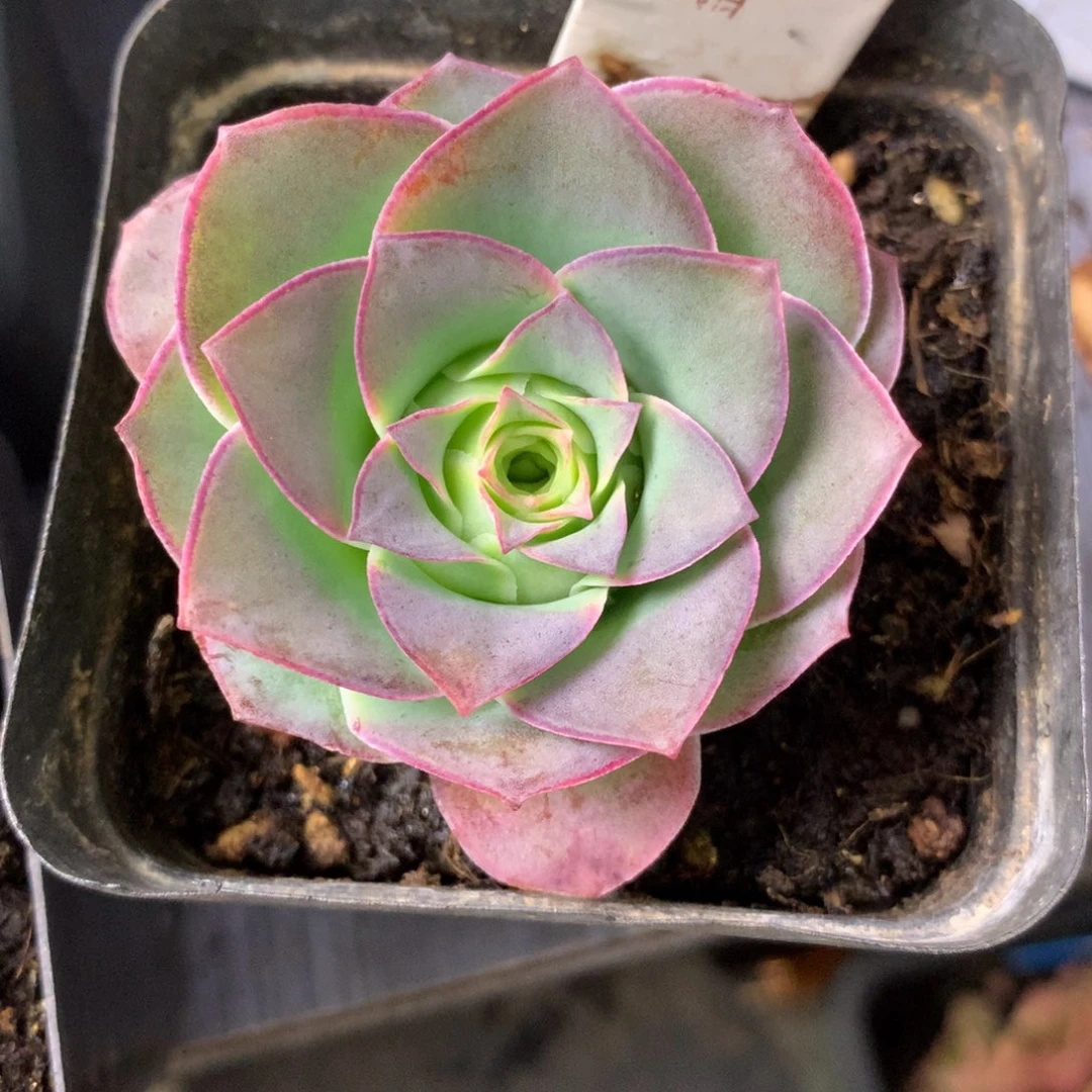 小***炫一物一拍星辰金凌888