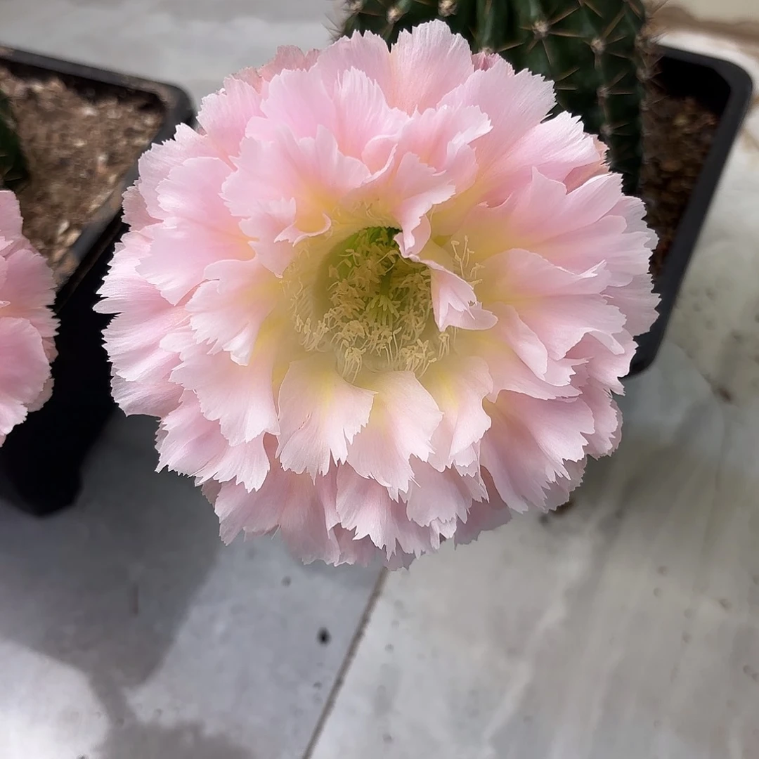 用****1彩草颜如玉8.5公分左右