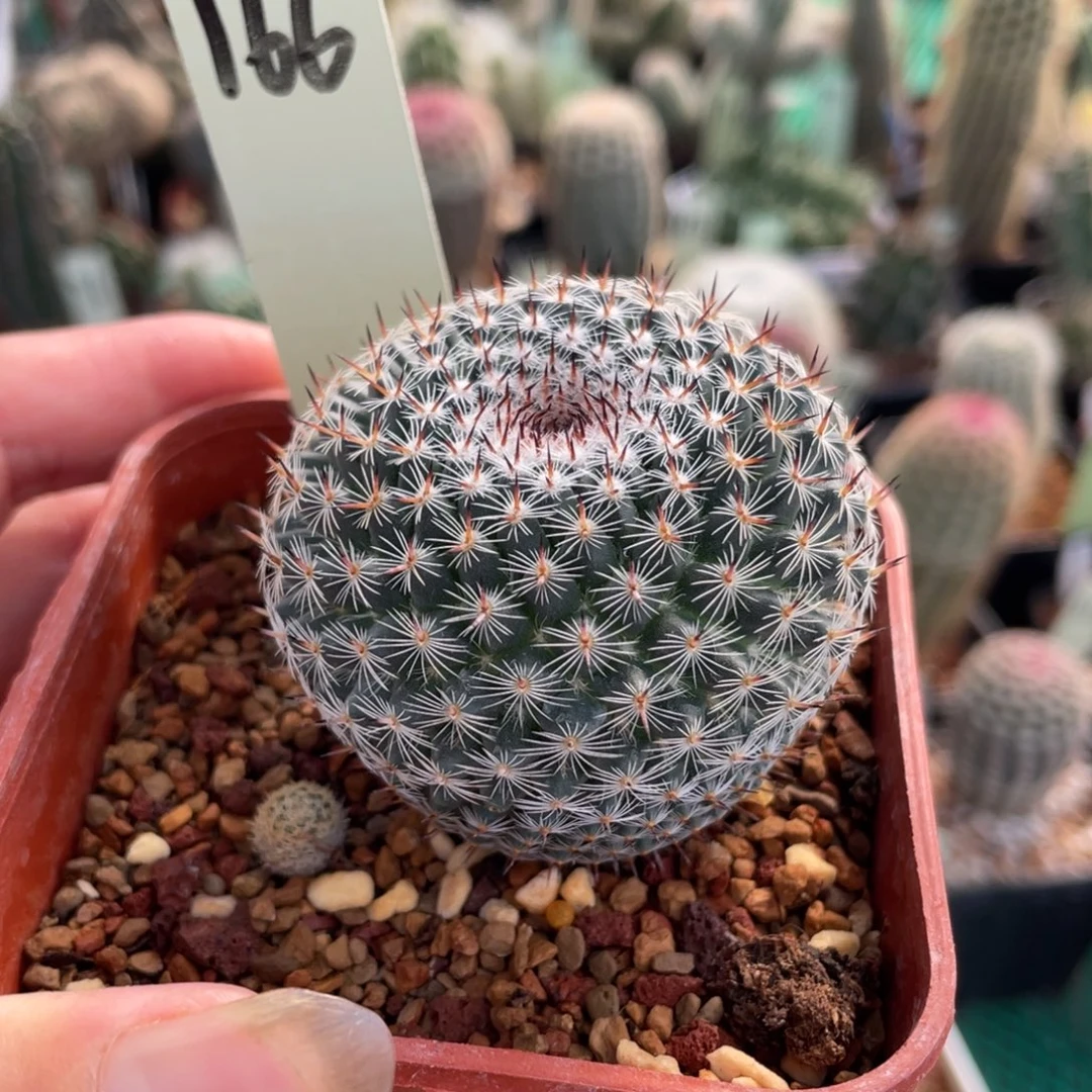 鹿角柱实生仙人球云裳丸