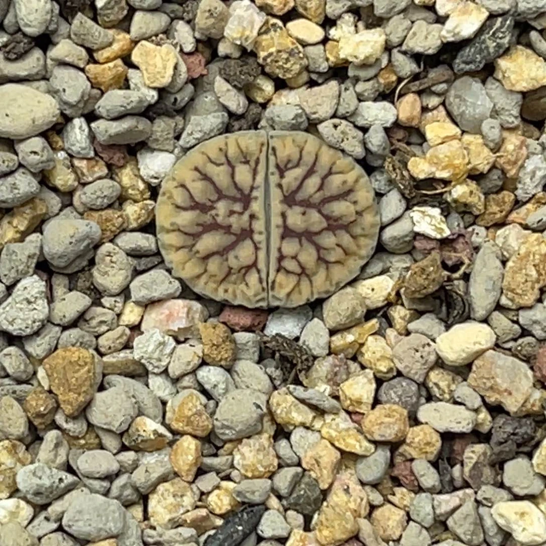 1880线招福1脑纹尺寸1.5