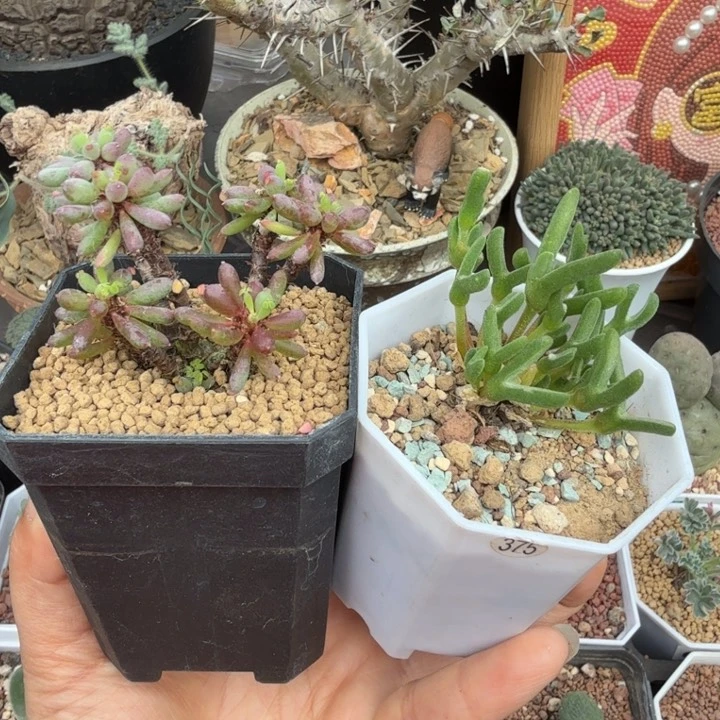 棒叶酢浆草+冰糕兔子（满28包邮）