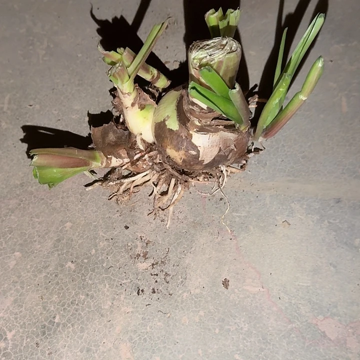 无名球7+坨坨基地球