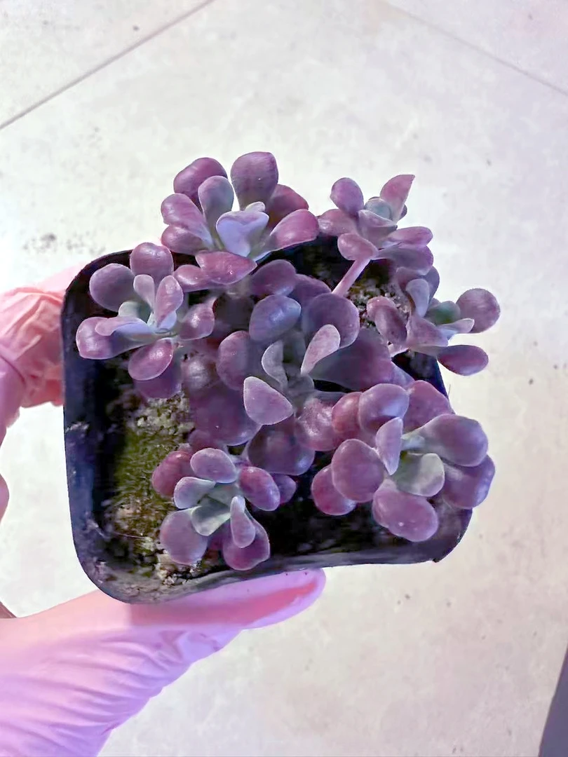 红霜 带香味多肉植物 满9.9 包邮