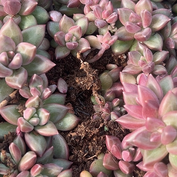 迷雾泡泡30个特价多肉