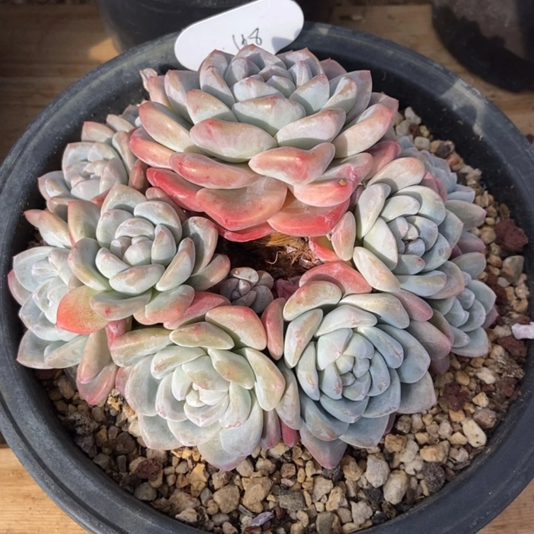 粗腿冰玉手捧多头