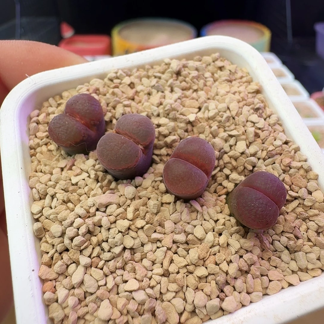 多肉植物福利赤焰美人小母本104