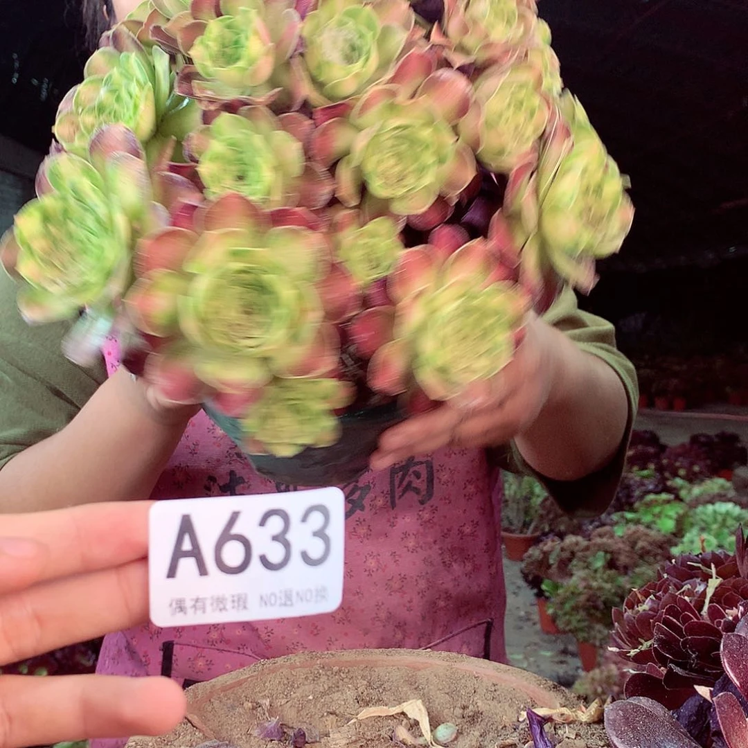 无花朵柒哥多肉法师不包侧断枝633