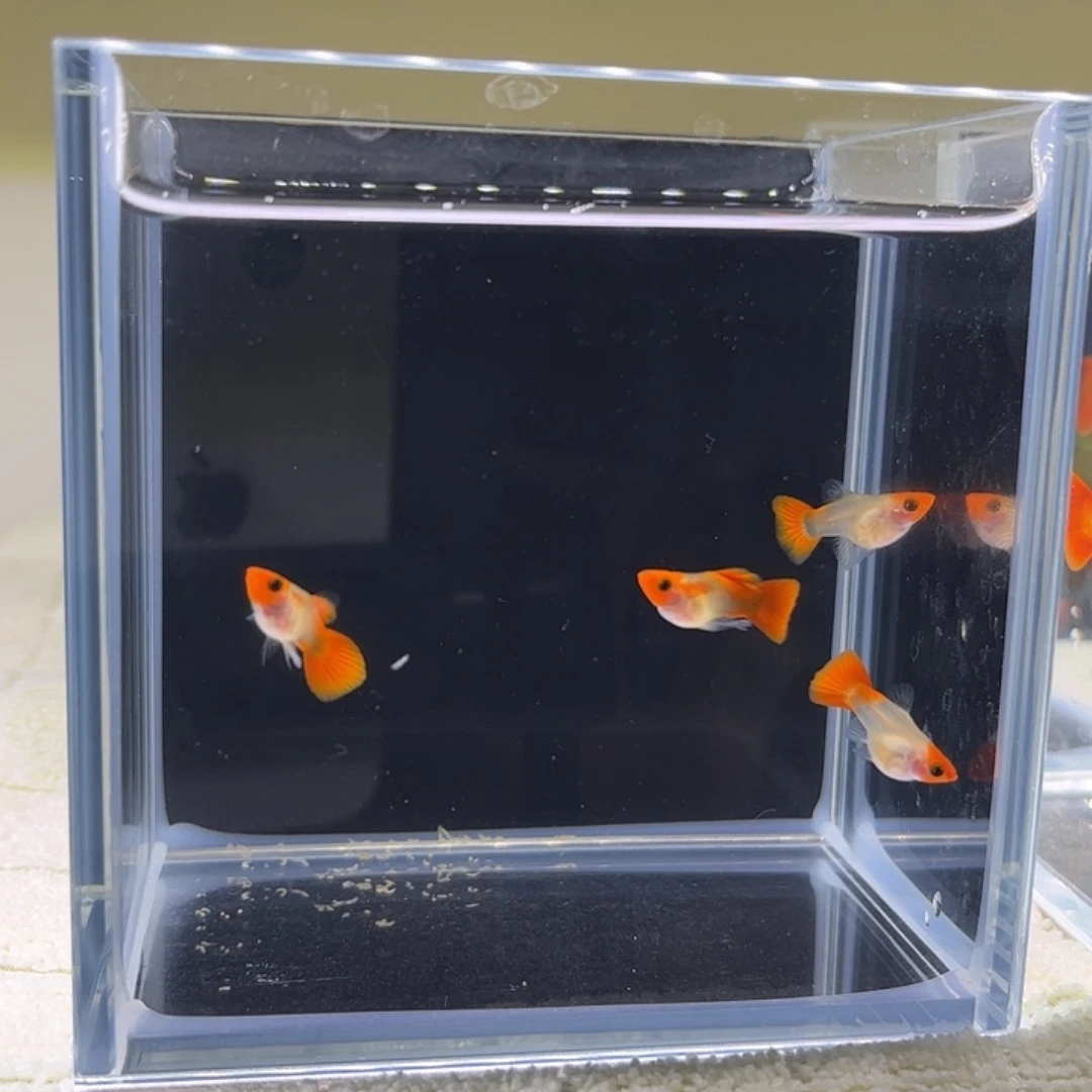 孔雀鱼深海蓝黄化红头玻璃猫
