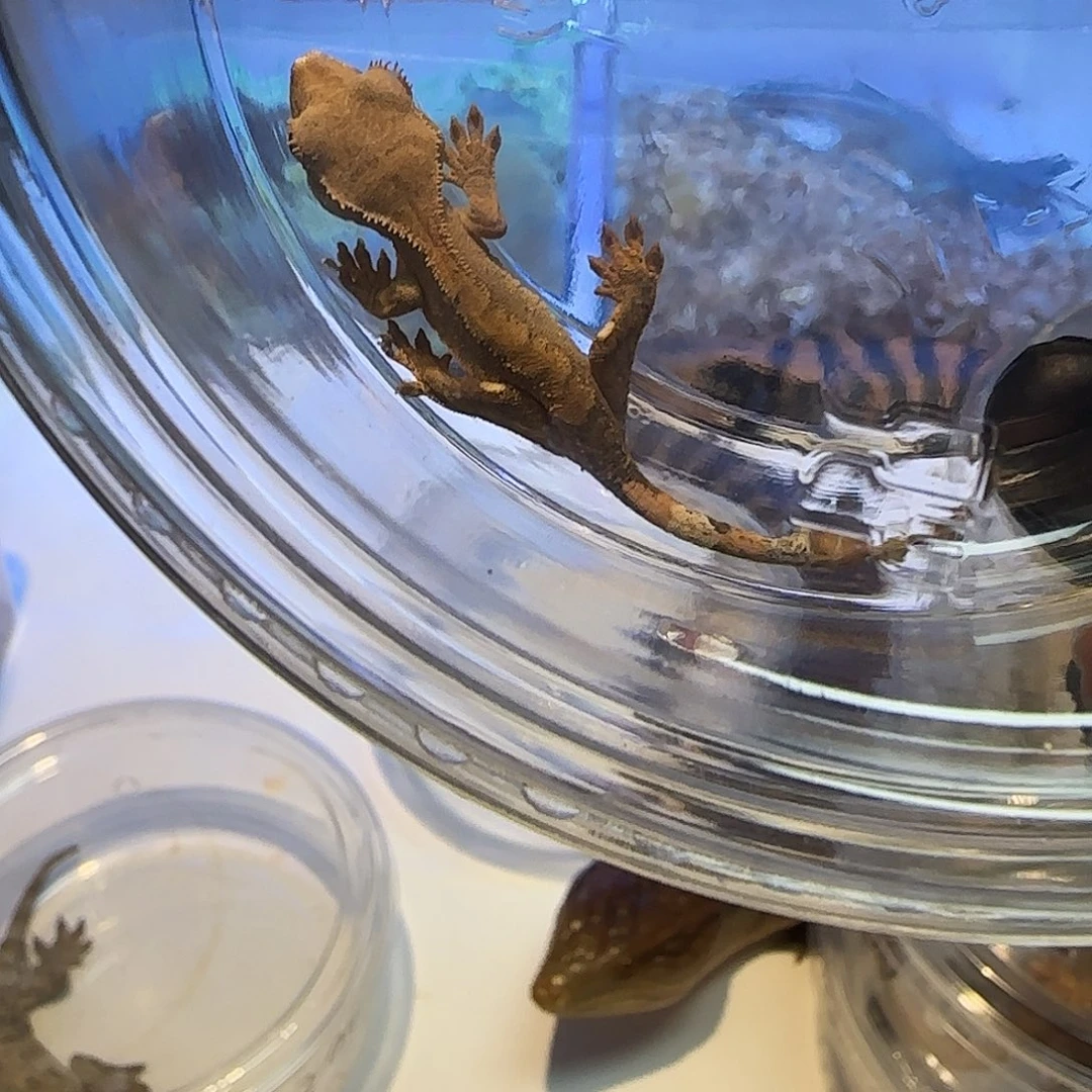 睫角守宫街角0000001