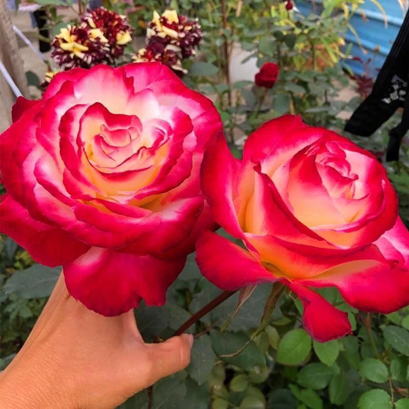 红双喜月季花苗大花浓香玫瑰盆栽月季花苗阳台庭院多季节花园植物