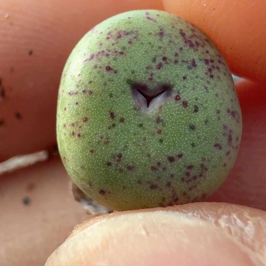 547紫皮大红嘴00000000