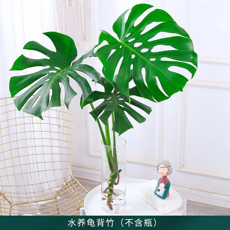 龟背竹水培老桩根吸甲醛净化空气客厅北欧风观叶绿植四季常青室内