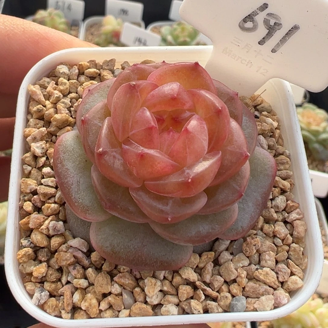 691号知夏 晗雨多肉