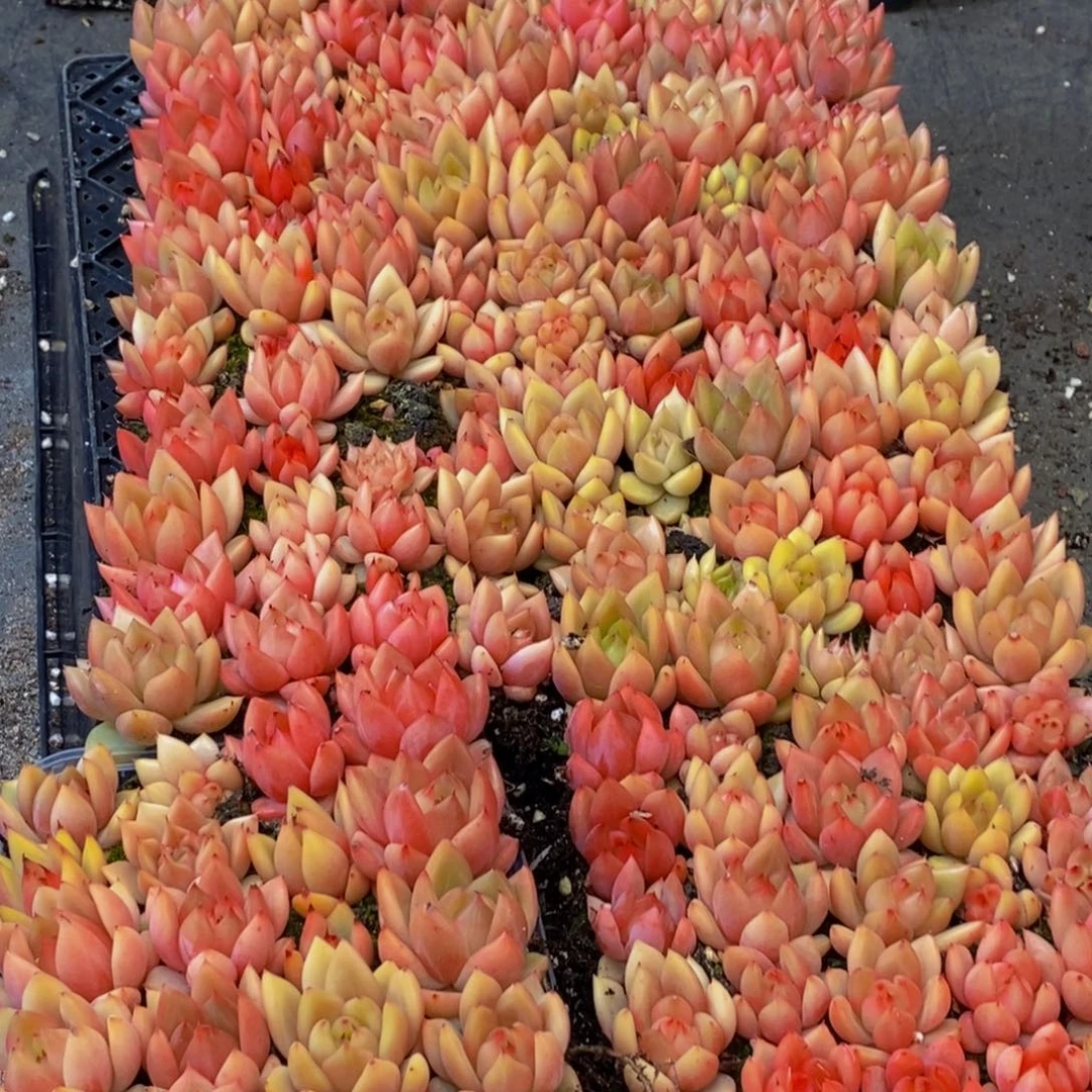 991多肉植物保护研究所量拍一盒