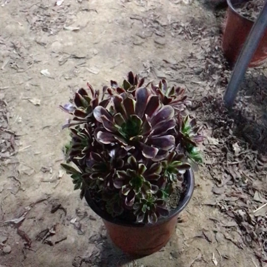 冷***兮欧佳丽法师多肉植物10