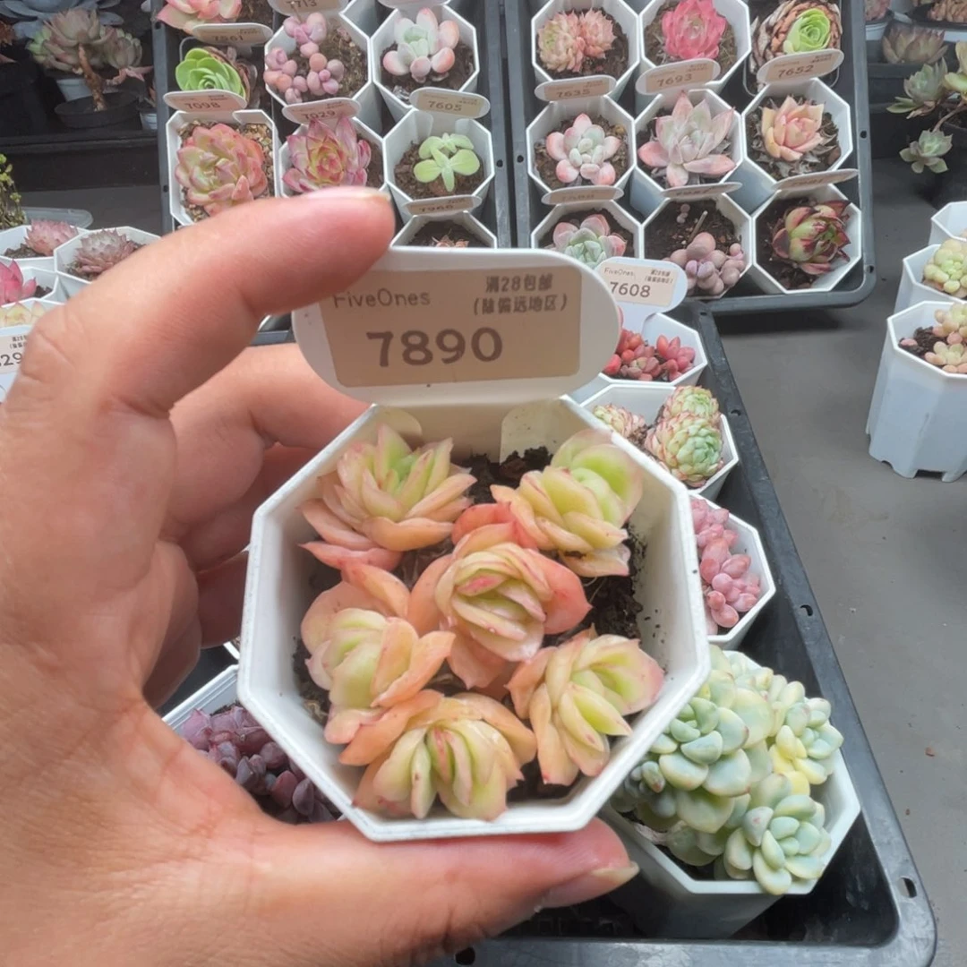 7890冰玫瑰4.5厘米