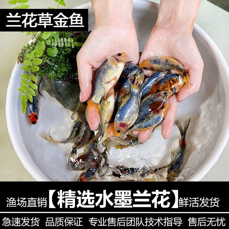 兰花草金鱼活鱼观赏鱼冷水鱼耐活耐养新手鱼好养易活草金苗长短尾