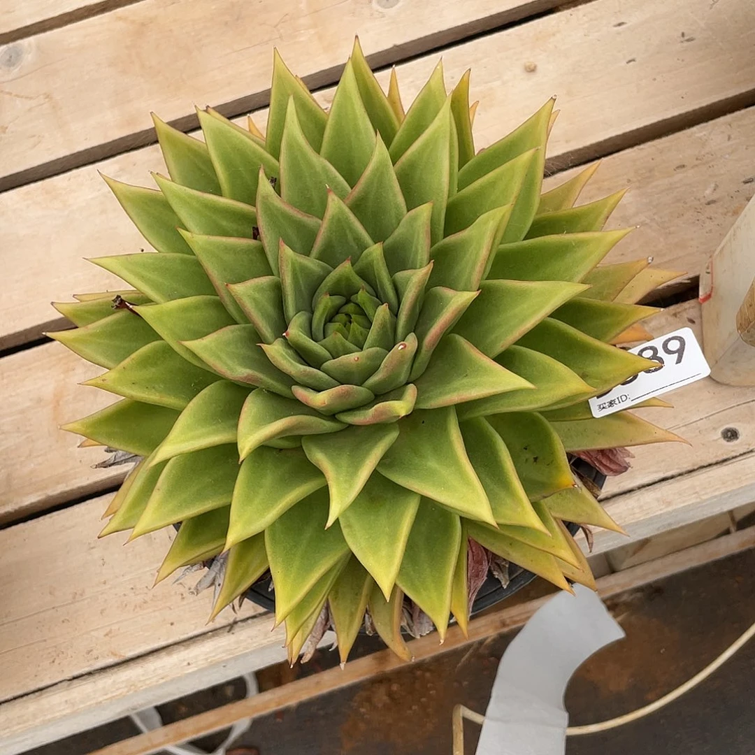 若如东云组拍D889