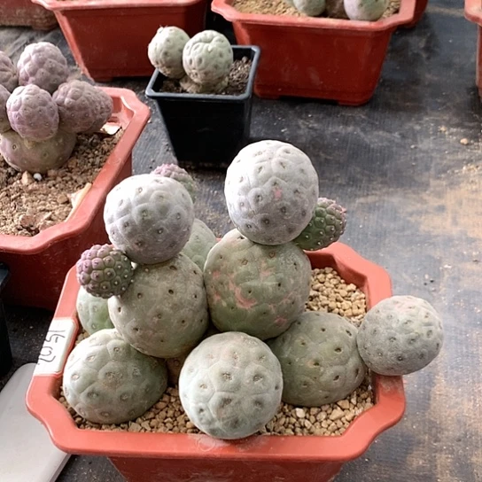 【闪购商品】15头无刺绿皮洞洞习