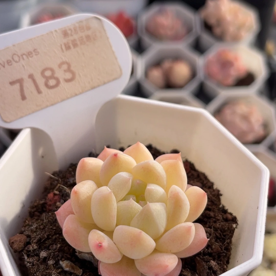 美梦7183-4.0厘米