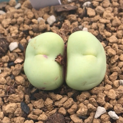 多肉肉锥 Y688大型嘟嘟嘴