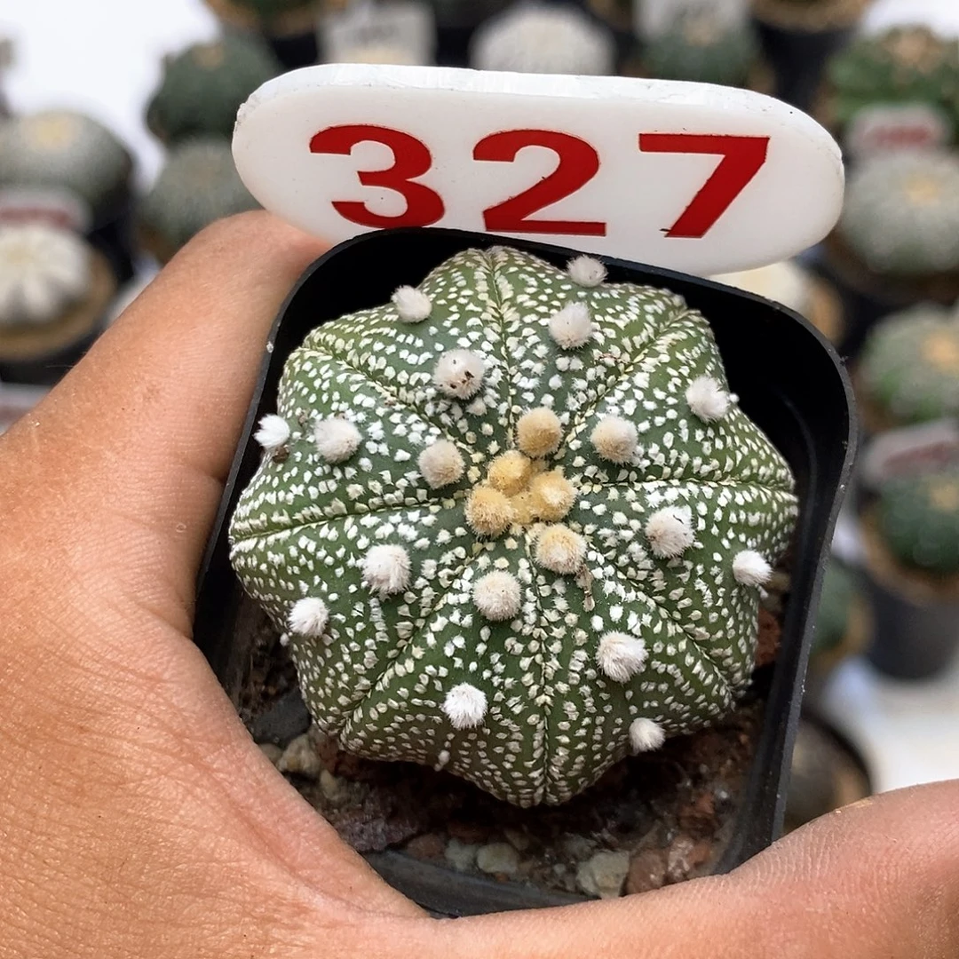 27岩田海星奇迹福利