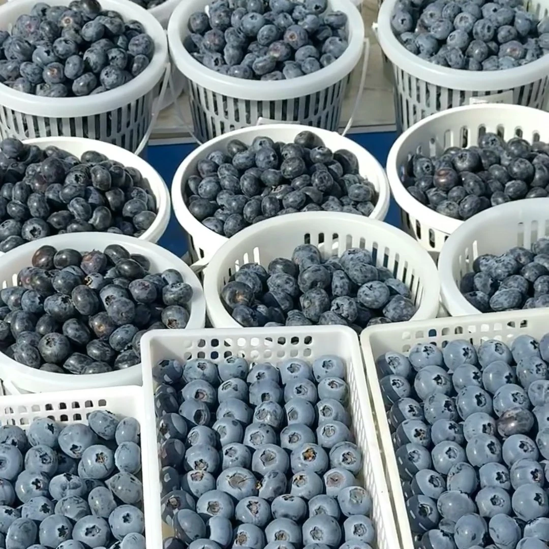（产地直发）L25产地花香蓝莓（净果1斤）小果mm辽宁省