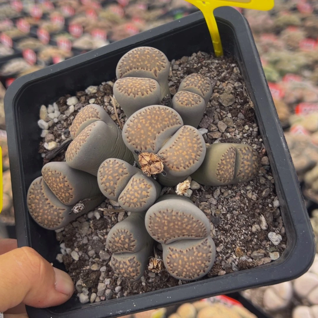 307 生石花大群生大群生