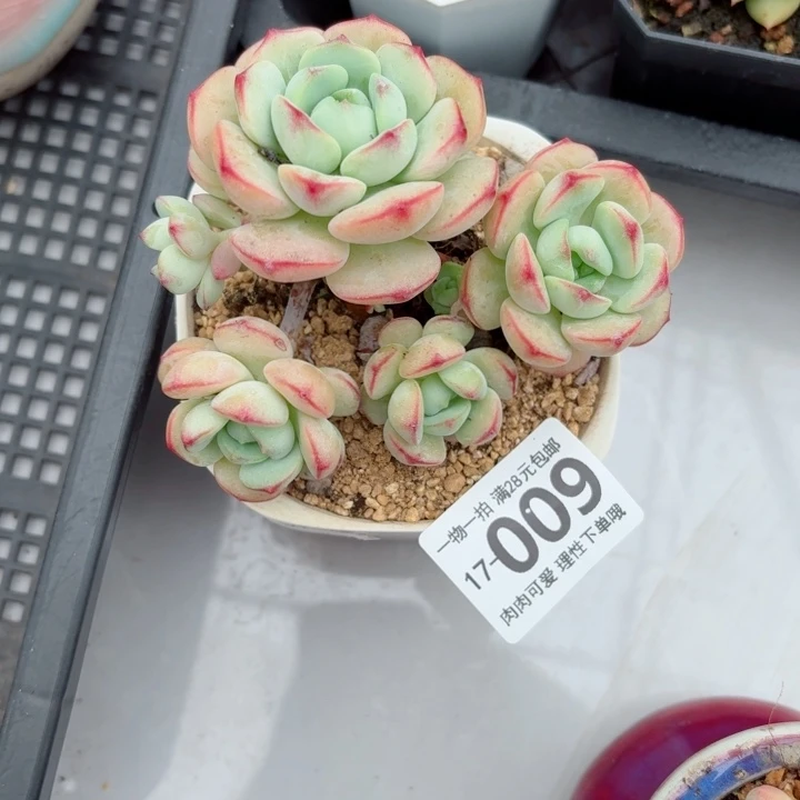 白底香草无盆土发货多肉多
