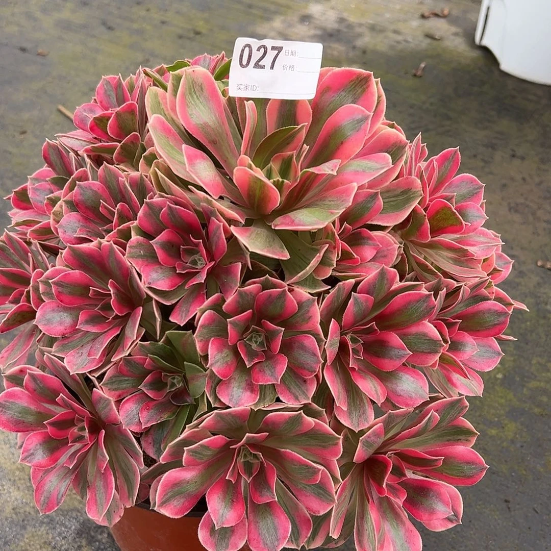 027女妖多肉植物法师