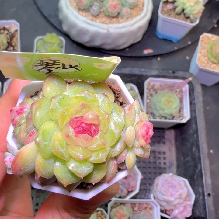 小***茹四头琴心福利特特