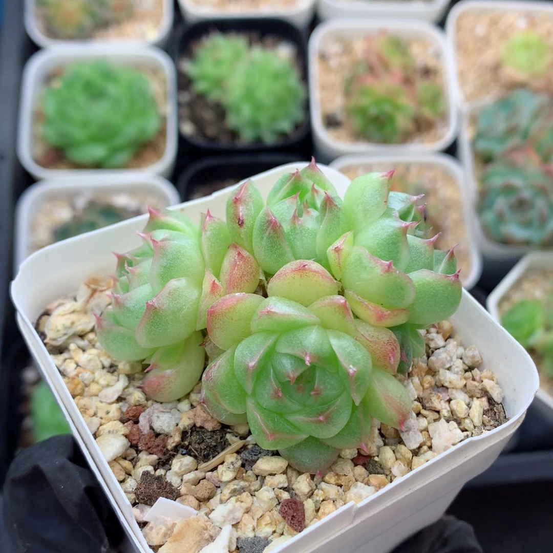 58包邮  群生不包整麦秆群124