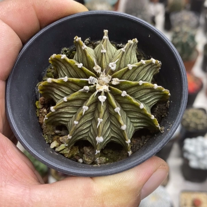 实生肋骨12棱特价