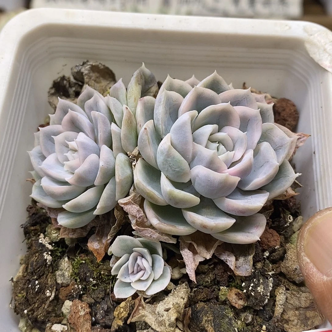 23119 墨西哥雪球锦双头
